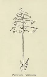 Piggiwiggia Pyramidalis
